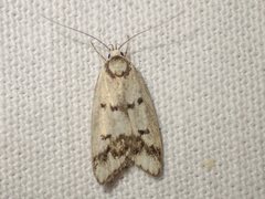 Compsotropha selenias