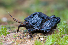 Hyperyboella orphania