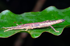 Canachus