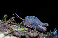 Hyperyboella orphania