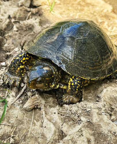 European Pond Turtle