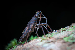 Polycarmes