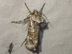 Archaeoses polygrapha