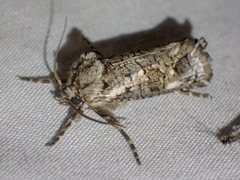 Archaeoses polygrapha