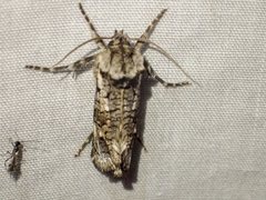 Archaeoses polygrapha