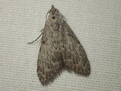 Nola pleurosema