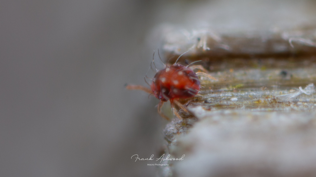 European Red Mite