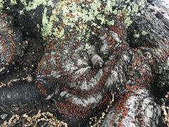 Amphilogia gyrosa