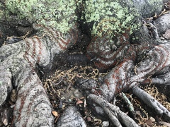 Amphilogia gyrosa