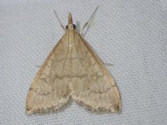 Metasia dicealis