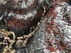 Amphilogia gyrosa
