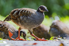 Malaysian Partridge photo 4