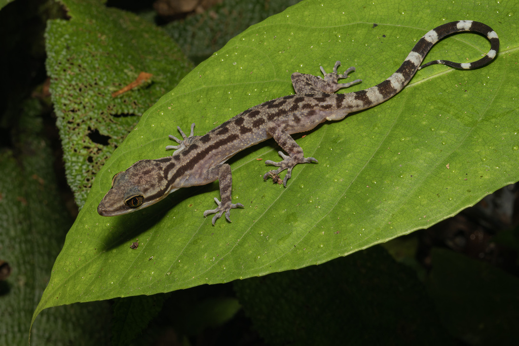 Four-Striped Forest Gecko