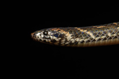 Chan-Ard Mountain Reed Snake photo 2