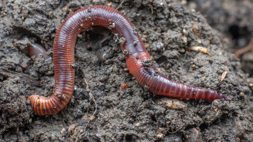 blue nosed worm