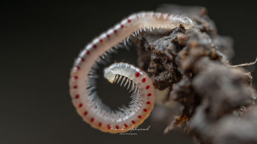 Spotted Snake Millipede photo 4