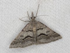 Dichromodes mesogonia