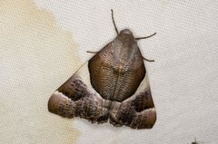 Niceteria macrocosma