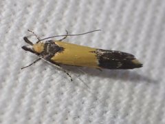 Leprocosma phormictis