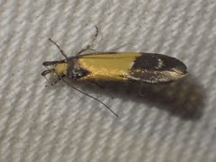 Leprocosma phormictis