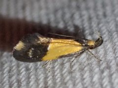 Leprocosma phormictis