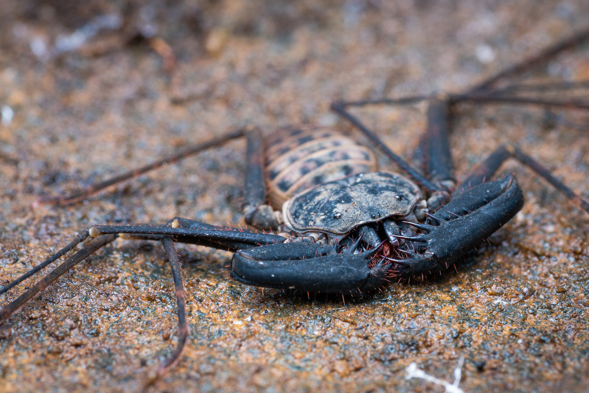 Charinus neocaledonicus Kraepelin, 1895