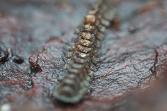 Pyrgodesmidae