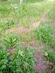 Capsella bursa-pastoris