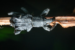 Acanthopterus granulosus