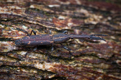 Trachelizini