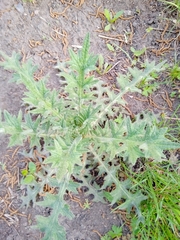 Cirsium vulgare