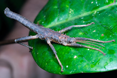 Canachus