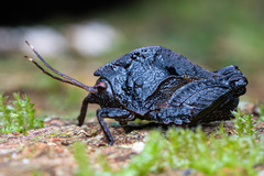 Hyperyboella orphania