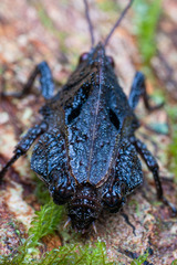 Hyperyboella orphania