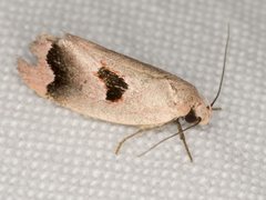 Acanthodela erythrosema