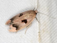 Acanthodela erythrosema