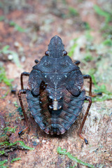 Polycarmes