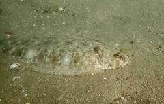 Portuguese Sole photo 2