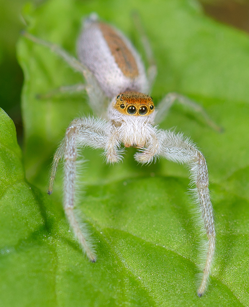 pale jumping spider