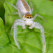 White-jawed Jumping Spider - Photo (c) Marshal Hedin, some rights reserved (CC BY-NC-SA)