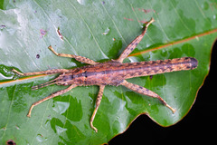 Canachus