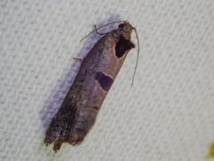 Glyphidoptera insignana