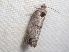 Glyphidoptera insignana