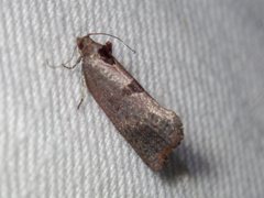 Glyphidoptera insignana