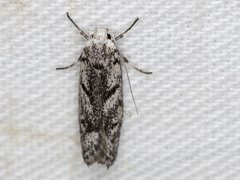 Lichenaula onychotypa