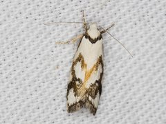 Cosmaresta anarrecta