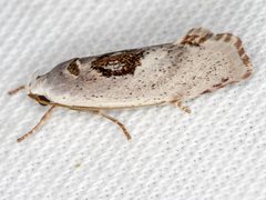 Tymbophora peltastis