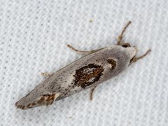 Tymbophora peltastis