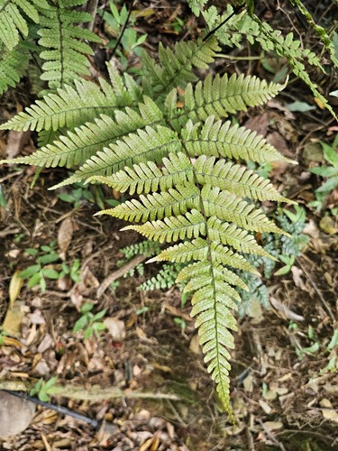 Dryopteris formosana iNat (1)