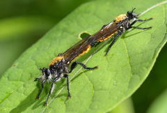 Laphria sericea